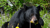 ‘Bloated’ bear couldn’t stop chowing on garbage. Now photos show its massive size