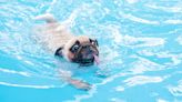 What to know before letting your pup swim in a pool or lake this summer - WTOP News