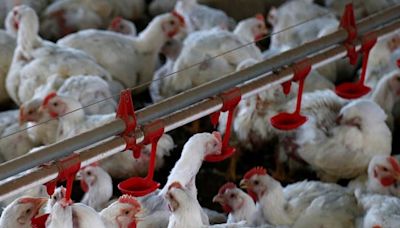 Brasil suspende parte das exportações de frango após caso da doença de Newcastle Por Reuters