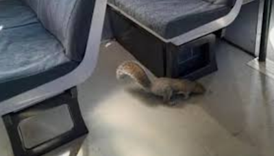 Two Squirrel Travellers Refuse To Leave, Train Gets cancelled In UK