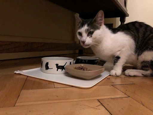 Firefighters rescue cat stuck in Church Stretton storm drain for six days