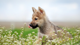 Baby Wolfdog Adorably ‘Calls’ for His ‘Little Human'