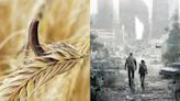 ¿Terminaremos como en The Last of Us? Harina contaminada por hongo genera alerta sanitaria
