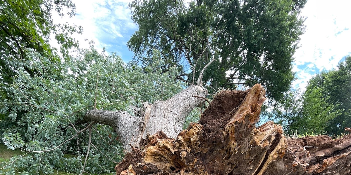 Homeowners and tree experts react after storms tore through Christian County
