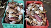 Se desploma captura de langosta: reportan poca presencia del crustáceo en aguas yucatecas | El Universal