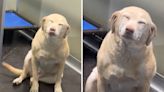 Dog's ear-to-ear smile while hanging out at kennel captivates internet