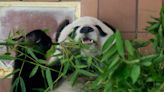 Muere la panda gigante más longeva de México