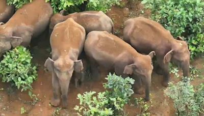 Watch: Baby Elephant Gets "Z++ Security" As Family Stays In Forests Of Bonai