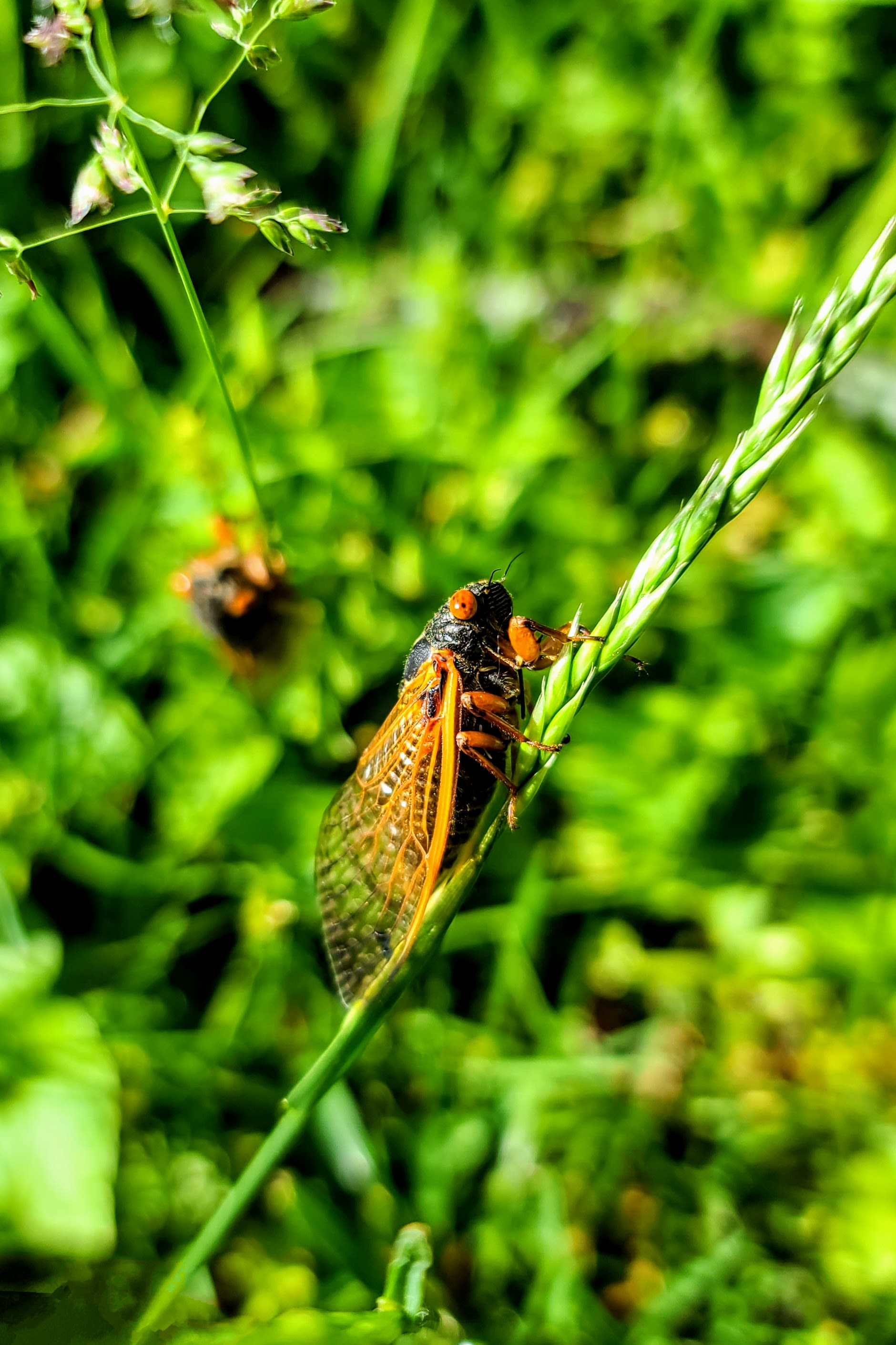 As cicadas emerge, nature lovers travel thousands of miles to converge on Illinois