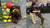 TSA explosives detection canine retires; Mitchell International Airport