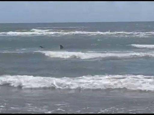 Authorities investigating cases of individual shark attacks at South Padre Island