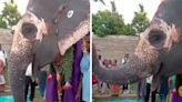 Watch: Elephant Dances And Feasts On 'Special Thali' On Birthday - News18