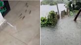 Watch: Fishes And Frogs Swim Together At This Brazil House Due To Heavy Flood - News18