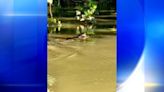 Alligator spotted in river in Armstrong County captured by kayakers, police say