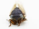 A ‘one-in-a-million’ blue-eyed cicada spotted by 4-year-old child