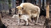 1-in-10-Million White Bison Calf Born at a Wyoming State Park