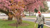 Edison High's first grads honor school with new cherry blossom tree