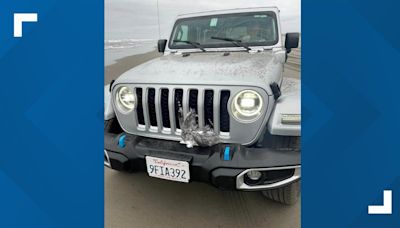 Man intentionally runs over seagulls near Long Beach, Washington