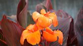 What can you do to prevent cannas from taking over a flower bed? | Houston Public Media