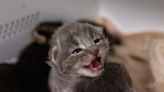 Kitten season is here and it's putting a strain on shelters: How you can help