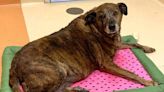 Senior Dog That Was Found Guarding Owner's Body After His Death Now Looking for New Home at Illinois Shelter