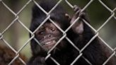 The Santa Ana Zoo has a monkey problem: Not enough of them