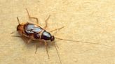 Have cockroaches in your house? You may live in one of the 'roachiest' cities in America.