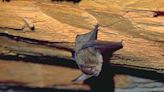 Wyoming health officials warn of rabies risk as warm weather brings increased bat activity