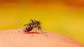 What to Know About Dengue Fever As It Spreads Across the US