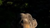 Meet Johnson the elephant, the newest addition to Columbus Zoo and Aquarium's herd