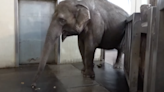 Video: Asian elephant amazes researchers with banana-peeling skills