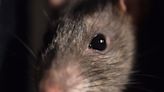 Rats still rule in Uptown Waterloo