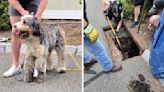 Hubbell the dog rescued by firefighters from storm drain in New Jersey