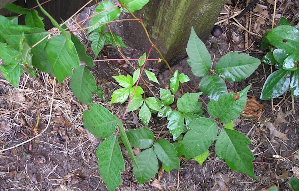 Leaves of three but can’t let them be? Here’s how to tackle your thriving poison ivy