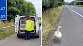 RSPCA rescues disorientated swan after crash landing on A48