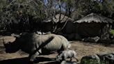 A white rhino is born in a Chilean zoo, boosting the near-endangered species