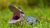 Young alligator spotted ‘gaping’ in Manatee County. What does it mean?