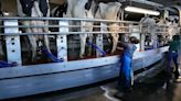 One in Five Milk Samples Nationwide Shows Genetic Traces of Bird Flu