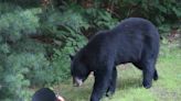 A black bear visited Coventry: 'I've never seen a bear in real life...Oh, my god'