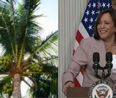 Kamala Harris' Coconut Tree Meme Goes Viral Again: What’s Behind The Buzz?