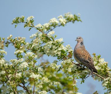 Turtle dove hunting ban boosts western European population by 25%