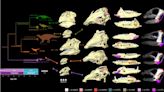 Plant-eating dinosaurs had varied eating styles, skull analysis suggests