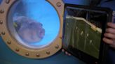 Euro 2022: Pufferfish watches England’s Lionesses from tank in Sea Life aquarium