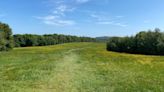 Grass left to grow to help bees and butterflies