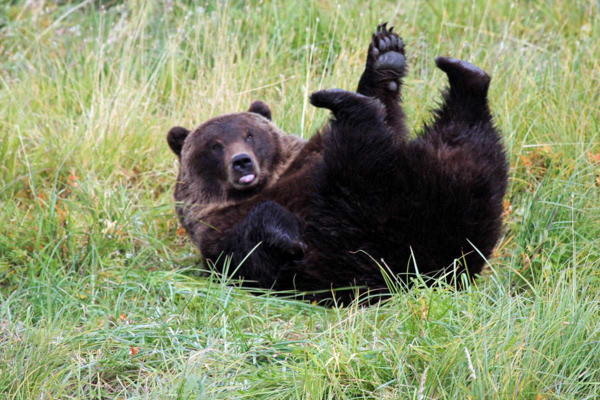 Bear caught on camera trying to get onto a hammock—it doesn't end well