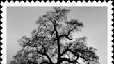 Ansel Adams’ photo of Placer County featured in USPS stamp set