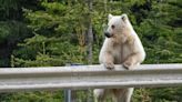 Death of iconic white grizzly bear sparks calls for wildlife conservation | Globalnews.ca