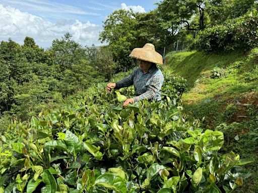 大帽山種植2000棵茶樹 茶園樹齡超過20年