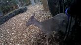 Gwinnett officer rescues deer stuck in fence