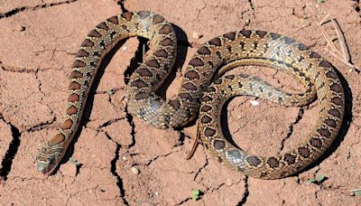 La Guardia Civil salva la vida de un hombre contando los dientes de la serpiente que le mordió